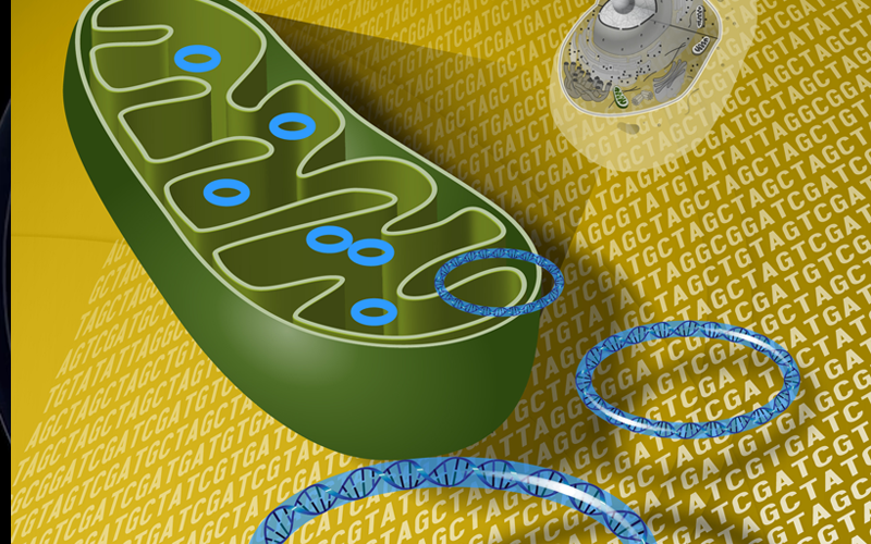 Deciphering the Diversity What is Mitochondrial Inheritance Examples